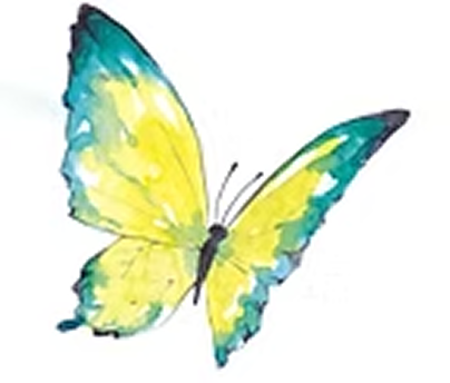 butterfly